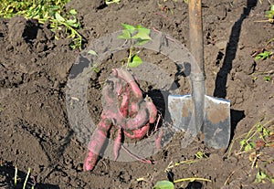 The sweet potato or kumara Ipomoea batatas harvest. The sweet potato harvesting with shovel. photo