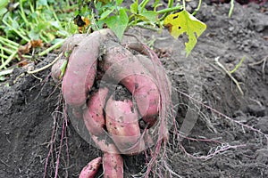 The sweet potato, kumara, yam Ipomoea batatas harvest. Sweet Potato Ornamental photo