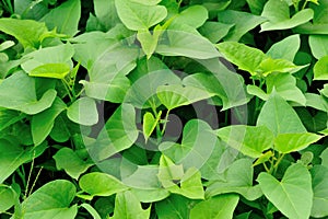 Sweet potato leaf photo