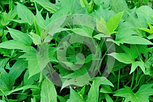Sweet potato leaf