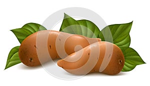 Sweet potato with leaves.