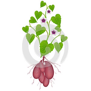 Sweet potato plant with flowers and tubers on white background.