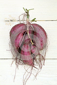 Sweet potato plant with tubers