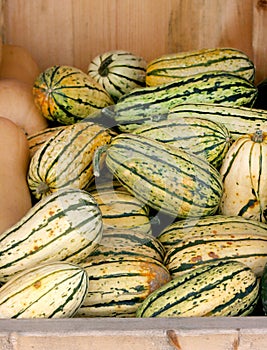 Sweet potato squash at produce stand