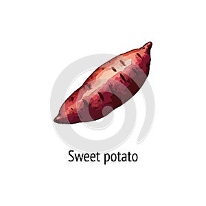 Sweet potato vector illustration