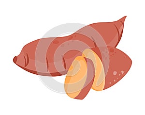 Sweet potato vector.Sweet potato illustration