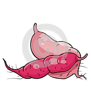 sweet potato vegetable in pink color, isolated object on white background, vector illustration