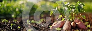 Sweet potato vegetable plant on the garden bed. Close up. Copy space for text. Blurred background. Banner slider