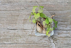 Sweet potatoes with fresh shoots and leaves in a white bowl photo