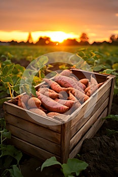 Sweet potatoes harvested in a wooden box with field.