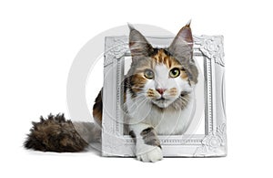 Sweet pretty tortie young adult Maine Coon girl cat stepping with one paw through white picture frame isolated on white background