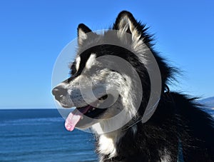 Sweet Profile of a Shaggy Black and White Husky Dog