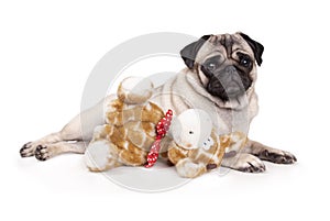 Sweet pug puppy dog lying down like a model, with stuffed animal giraffe,