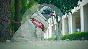 A sweet pug waiting patiently in the garden