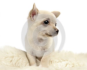 Sweet puppy chihuahua portrait in white background studio