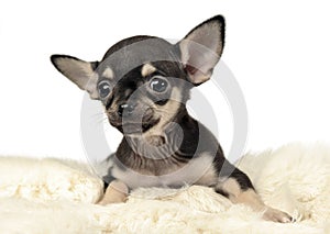 Sweet puppy chihuahua portrait in a white background studio