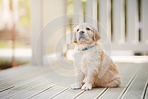 puppy golden retriever. Cute dog at home