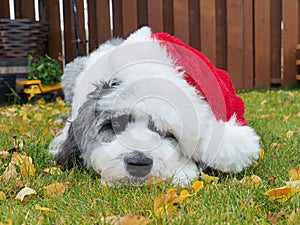 Sweet puppy in santa hat