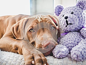 Sweet puppy sleeping on a soft plaid