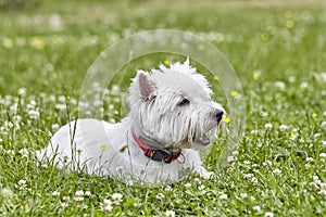 Sweet puppy of West Highland White Terrier - Westie, Westy Dog Play on clover grass