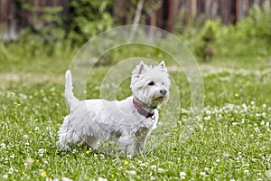 Sweet puppy of West Highland White Terrier - Westie, Westy Dog Play on clover grass