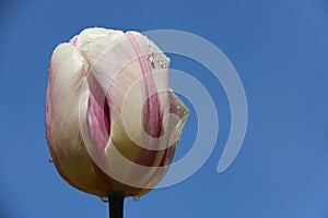 Sweet Pure Pink Tulip With Rain Drops