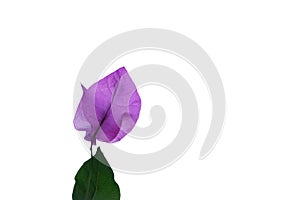A sweet purple Bougainvillia flower blossom with a green leaf on white isolated background