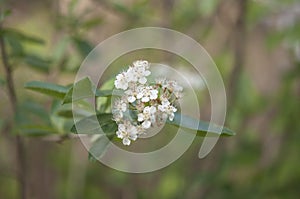 Sweet purple chokeberry, Aronia prunifolia flowering in spring. Close up photo of flowers and leaves