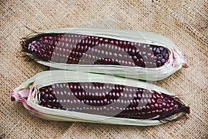 Sweet purple corn fresh - Siam Ruby Queen or sweet corn on cob , top view