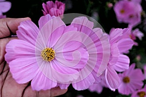 A sweet purple cosmos flowers on a female hand