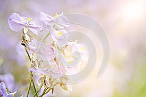 Sweet purple flower in the field close up, len flare effect, soft focus, blur photo