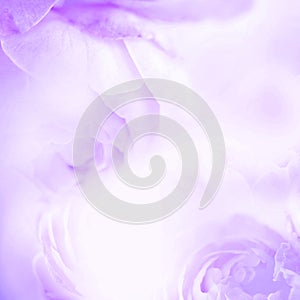 The sweet purple rose flowers for love romance background