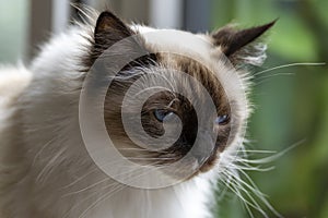 This sweet Ragdoll cat looks mesmerized at potential prey