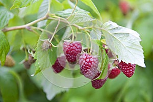 Sweet raspberries photo