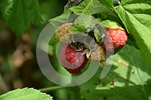 Sweet raspberry on the bush in my garden