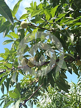 Sweet raw peaches growing on a tree