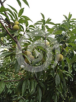 Sweet raw peaches growing on a tree