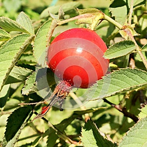 Sweet red berry briar growing on bush with leaves green