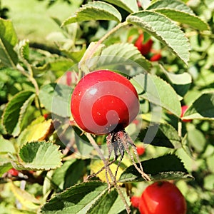 Sweet red berry briar growing on bush with leaves green