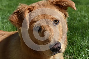 Sweet Red Dog with Whiskers on His Face