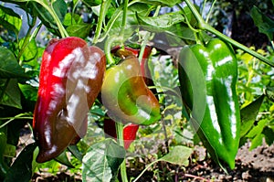 Sweet red kapia peppers