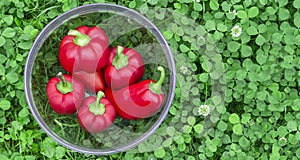 Sweet red peppers in a glass basket on green grass. Vegetables for vegans. The red sweet bell pepper, good for health