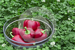 Sweet red peppers in a glass basket on green grass. Vegetables for vegans. The red sweet bell pepper, good for health