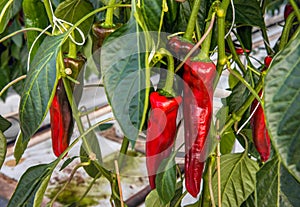 Sweet red peppers growing in a Dutch green house from close