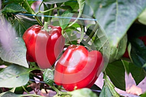 Sweet red peppers growing in a garden.