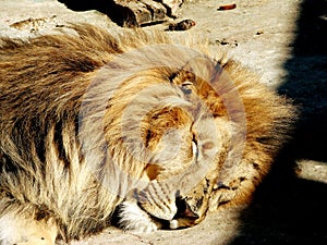 sweet rest of a lion after a hearty lunch photo