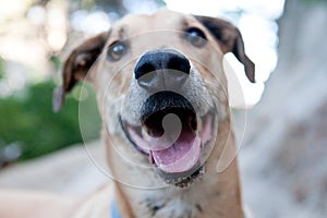 Sweet Ridgeback, mixed breed