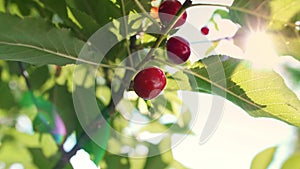 Sweet and ripe cherries on a branch