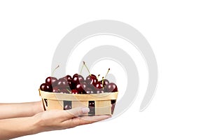 Sweet ripe cherry in package with hand isolated on white background, copy space template.