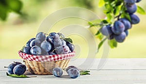 Sweet ripe plums in basket on garden table